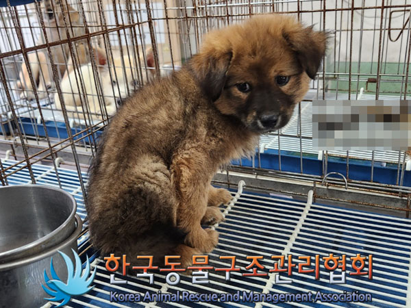 한국동물구조관리협회_441559202300985